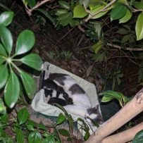 最近下班都會遇到那群流浪貓